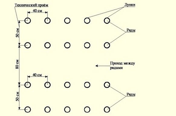 Стандартная схема высадки крупноплодных томатов составляет 40 х 60 сантиметров