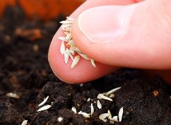 В августе, в теплице или качественном парнике можно посадить овощные и зелёные культуры