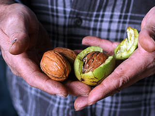 Грецкий орех