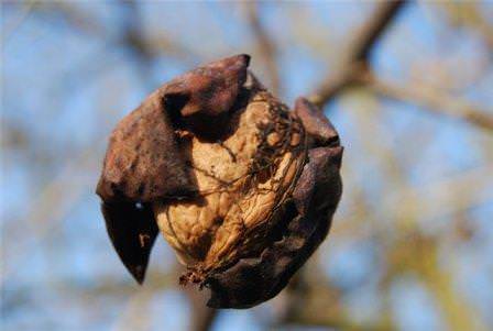 Сорта грецких орехов