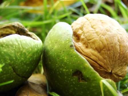 Морозостойкие сорта