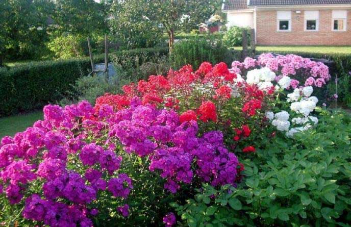 Флокс «Клеопатра», активно применяемый для оформления склонов, альпинариев, дорожек и газонов, можно сочетать с целым рядом растений