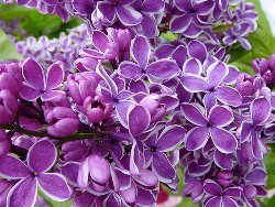 Май — самый цветущий и благоприятный для выращивания различных культур месяц