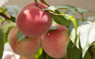 Дерево из косточки