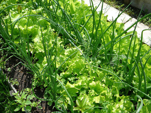 Когда лучше высаживать зелень