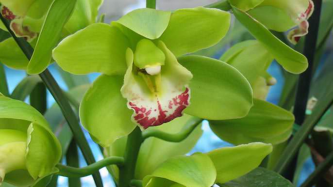 Гигантский цимбидиум впервые был обнаружен в тропиках Индии