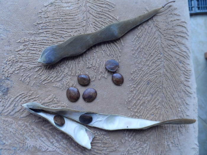 Помогите распознать растение