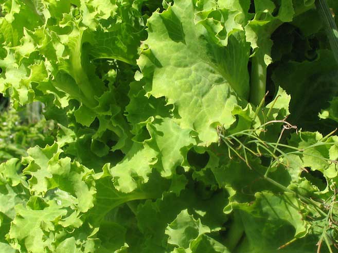 Благоприятные дни для сбора салатов каждый выбирает самостоятельно