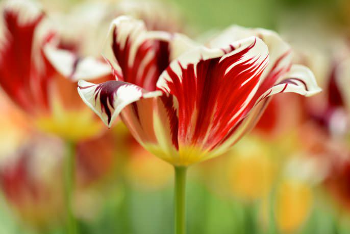 Как вырастить тюльпаны в теплице к 8 марта: условия выгонки