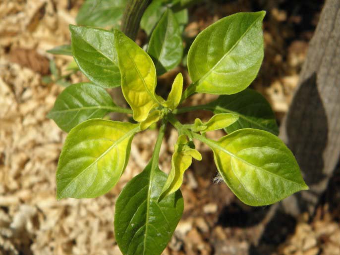 Резкие и неожиданные для растения изменения температурных показателей, вызывающее пожелтение или гибель перца в закрытом грунте