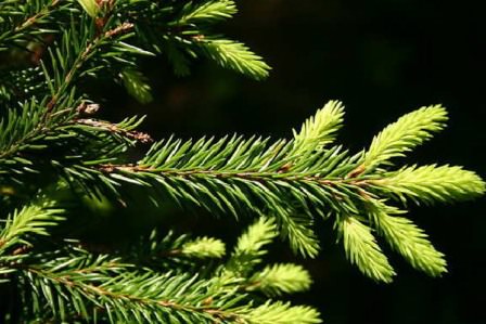 Корректный уход за елями даст возможность вырастить красивые деревья