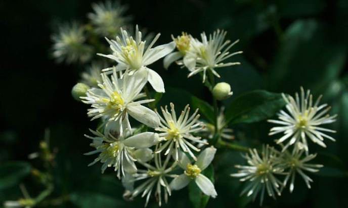 Клематис жгучий белый: правила выращивания и варианты использования