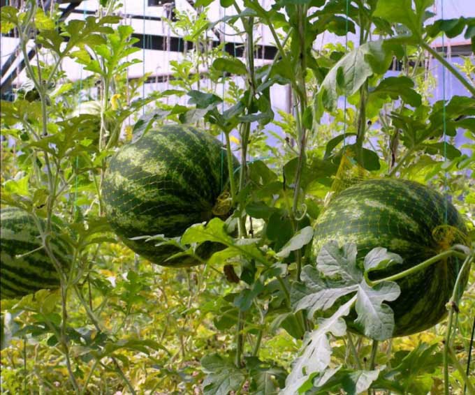 Сформировавшиеся плоды арбуза, находящиеся над почвой, необходимо защитить от обрыва