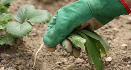 Многие сорняки следует убирать вручную, но определенную их часть можно уничтожить и химическими средствами!