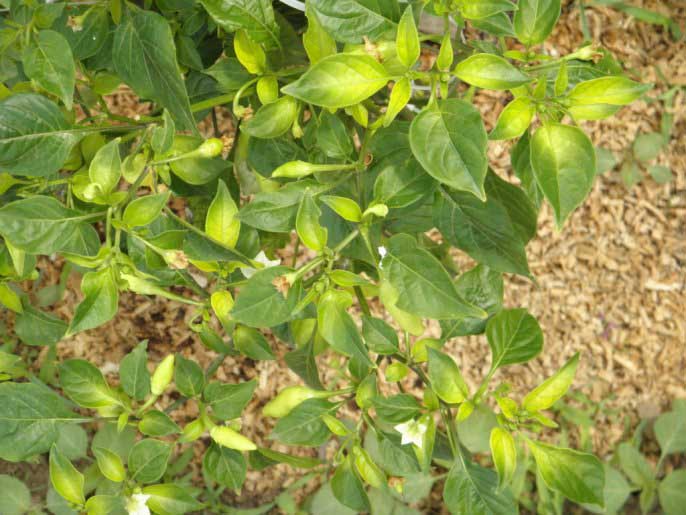 На комфорт произрастания перца в теплице влияет использование некачественных или в неправильной дозировке удобрений