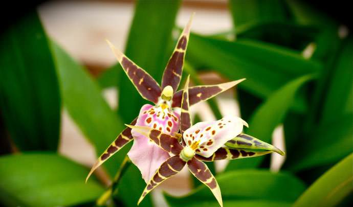 Орхидеи: разнообразие видов и форм