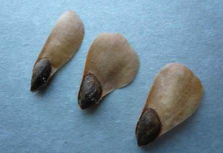 Собираем и правильно подготавливаем семена голубой ели