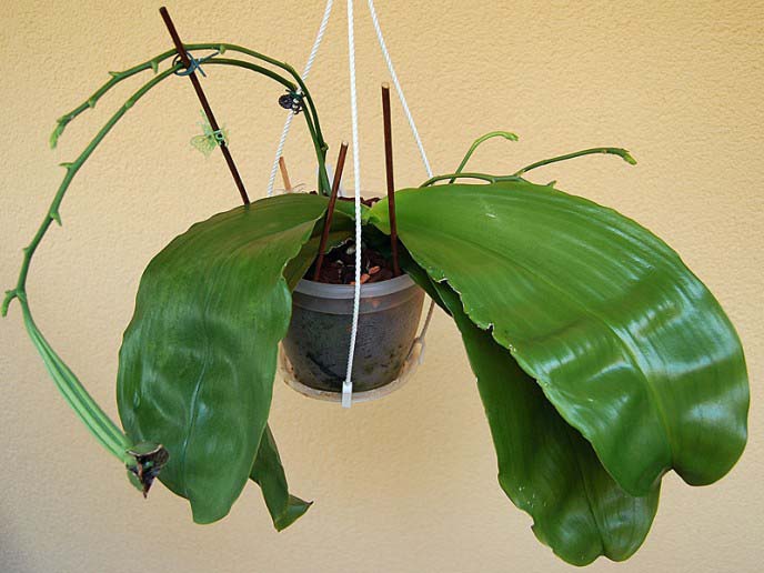 Если у Фаленопсиса листья становятся мягкимиэто указывает на проблемы с корневой системой