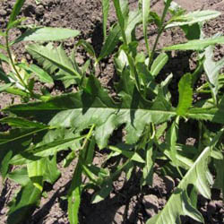 Сорняки заглушают культурные растения, поглощая из почвы много воды и питательных веществ, выделяя из корней в почву вредные вещества. Всё это снижает урожай, а в ряде случаев приводит к гибели посевов