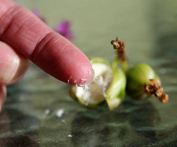 Cемена орхидеи пылеобразные и в несколько тысяч раз мельче, чем пшеничное зёрнышко