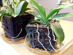 Часто возникает вопрос, как рассадить орхидею правильно