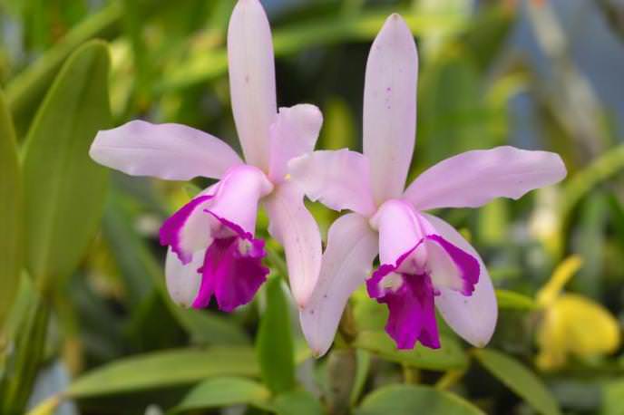 Каттлея Venosa – гибрид, родиной которого является Бразилия