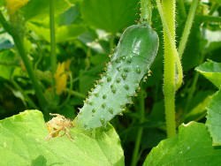 Огурцы относятся к числу наиболее популярных и излюбленных овощных сельскохозяйственных культур в России