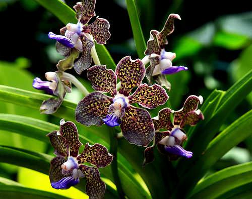 Орхидеи: разнообразие видов и форм