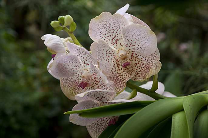 Чтобы Ванда хорошо выглядела на фото и в жизни, за ней стоит правильно ухаживать – своевременно производить полив, вносить подкормки, производить пересадку