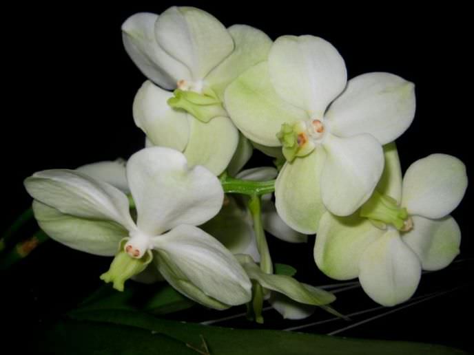 Орхидея Ванда белая часто используется для оформления зимних садов и теплых цветников