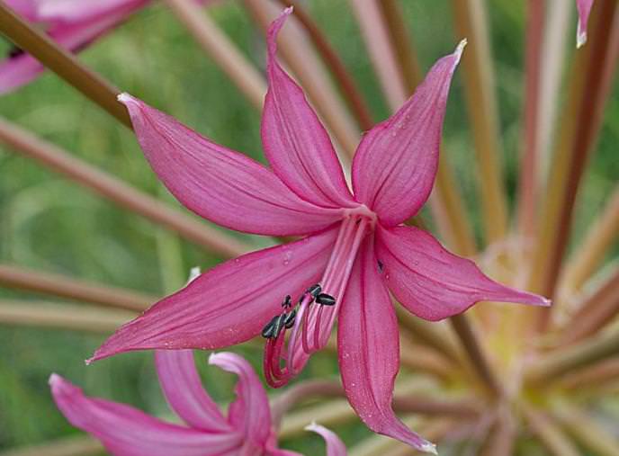 Что посадить рядом с тюльпанами на участке