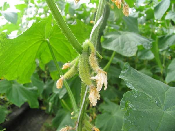 Усыхание завязей наблюдается если нет достаточного количества влаги в грунте