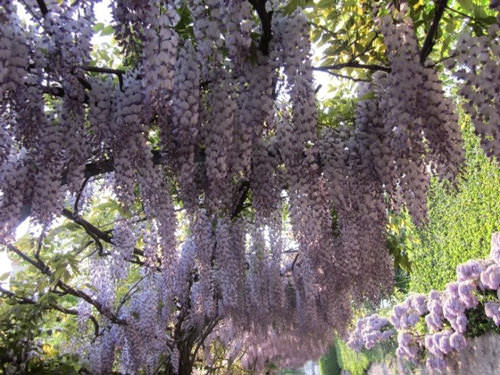 Почему не цветет глициния