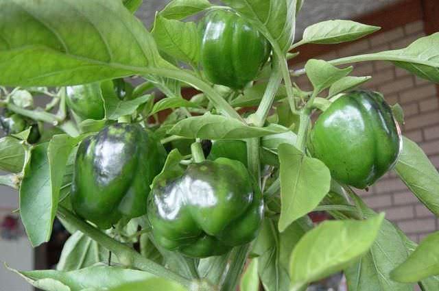 Подкормки перцев в теплице на этапе плодоношения проводится суперфосфатом из расчёта 40 г на десять литров воды 