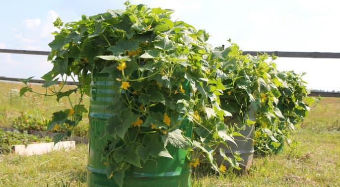Рекомендуется сажать в каждую бочку несколько сортов огурчиков