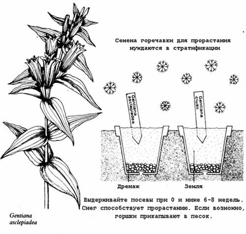Горечавка желтая размножается исключительно семенами