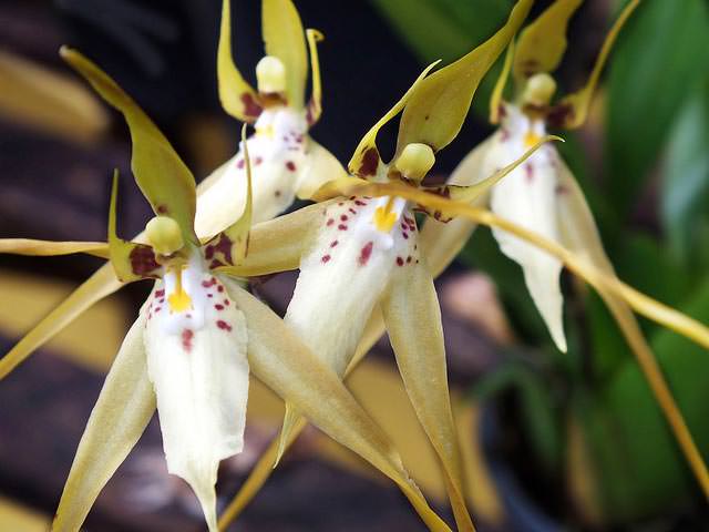 Орхидеи: разнообразие видов и форм