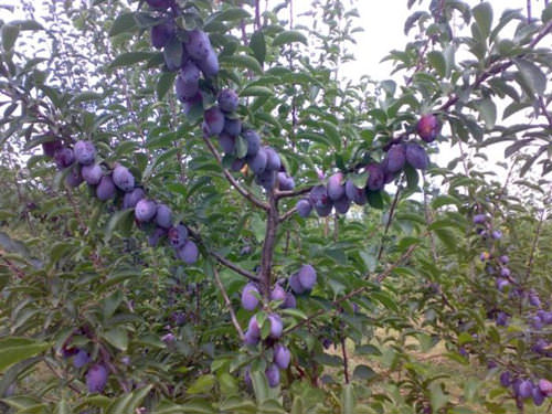 Как остановить рост сливы