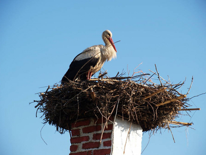 Вероятность заселения увеличится, если поблизости уже есть гнезда аиста
