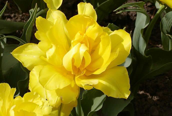 Сорт тюльпанов Монте Карло относятся к ранним махровым