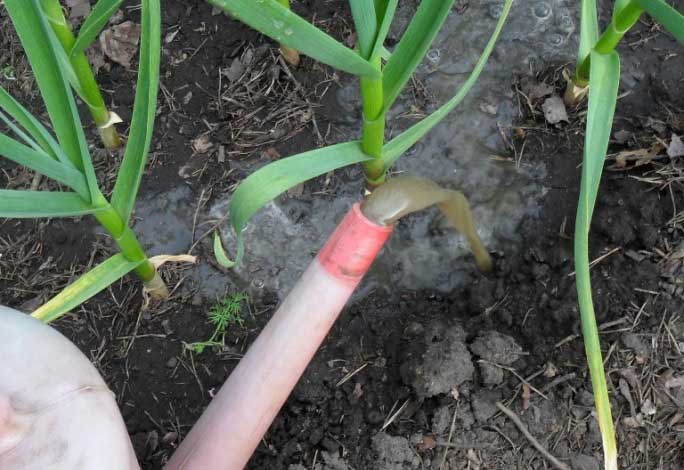 В качестве подкормки для чеснока применяют органику либо минеральные вещества