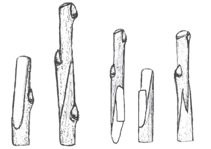 В период активного плодоношения, развившийся черенок, привитый способом улучшенной копулировки, будет надежно защищен от перелома в месте сращивания