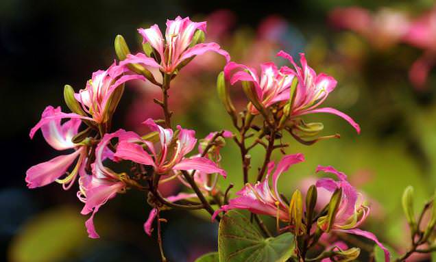 Орхидеи: разнообразие видов и форм