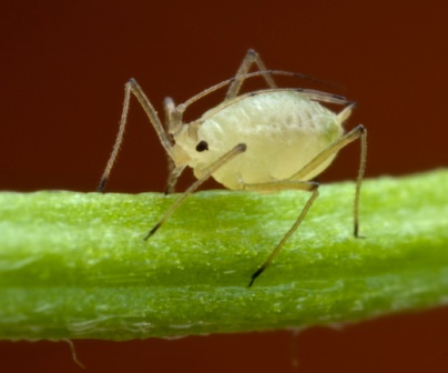 Тля на орхидеях