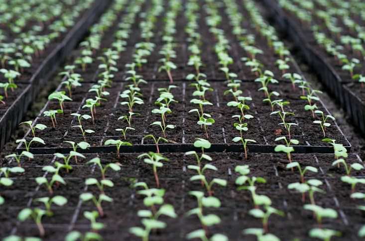 Первые ростки арбузного редиса появляются уже через два или три дня после посадки