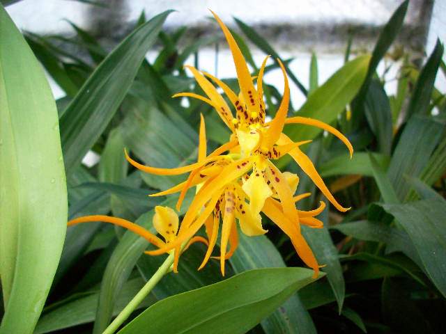 «Камбрия» относится к категории светолюбивых растений