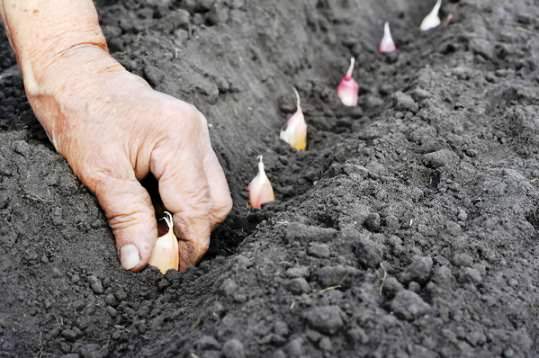Посадка чеснока осуществляется за пару недель до холодов
