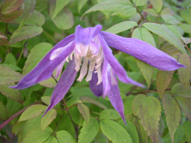 Клематисы: описание многообразия форм, сортов и цвета в Подмосковье