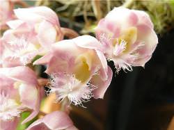 Некоторые виды орхидей могут иметь необычную окраску и внешность