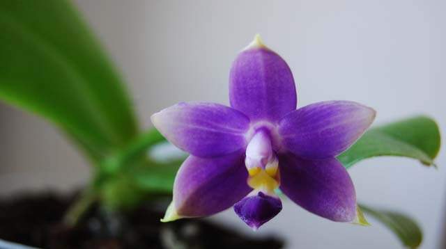 Такой вид орхидей, как фиолетовая, прекрасно растёт и цветёт в полутени